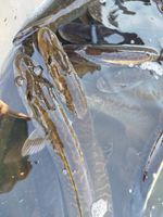 3d838200-d959-4661-a9ac-5b8d202420e2 (1).jpg